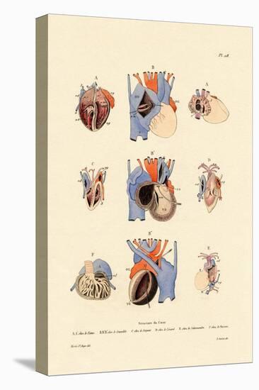 Heart Structure, 1833-39-null-Stretched Canvas
