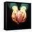 Heart Transplant-Kevin Curtis-Framed Stretched Canvas