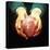 Heart Transplant-Kevin Curtis-Stretched Canvas