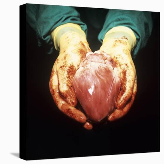 Heart Transplant-Kevin Curtis-Stretched Canvas