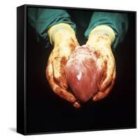 Heart Transplant-Kevin Curtis-Framed Stretched Canvas