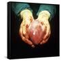 Heart Transplant-Kevin Curtis-Framed Stretched Canvas