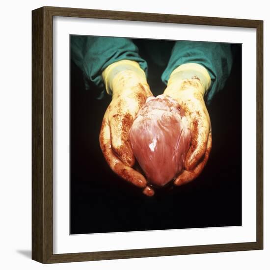 Heart Transplant-Kevin Curtis-Framed Premium Photographic Print