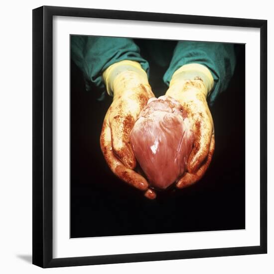 Heart Transplant-Kevin Curtis-Framed Premium Photographic Print