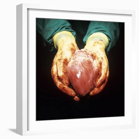 Heart Transplant-Kevin Curtis-Framed Premium Photographic Print