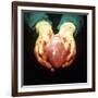 Heart Transplant-Kevin Curtis-Framed Photographic Print