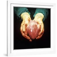 Heart Transplant-Kevin Curtis-Framed Photographic Print