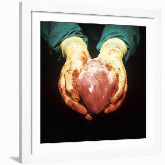 Heart Transplant-Kevin Curtis-Framed Photographic Print