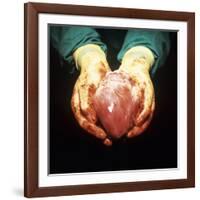 Heart Transplant-Kevin Curtis-Framed Photographic Print