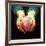 Heart Transplant-Kevin Curtis-Framed Photographic Print