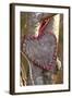 Heart, Tree, Bark, Love-Andrea Haase-Framed Photographic Print