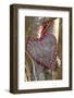 Heart, Tree, Bark, Love-Andrea Haase-Framed Photographic Print