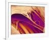 Heart Valve And Strings, SEM-Susumu Nishinaga-Framed Photographic Print