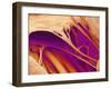 Heart Valve And Strings, SEM-Susumu Nishinaga-Framed Photographic Print