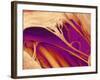 Heart Valve And Strings, SEM-Susumu Nishinaga-Framed Photographic Print