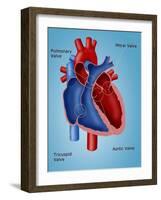 Heart Valves-Monica Schroeder-Framed Giclee Print