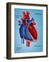 Heart Valves-Monica Schroeder-Framed Giclee Print