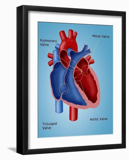 Heart Valves-Monica Schroeder-Framed Giclee Print