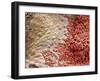 Heart Ventricle, SEM-Steve Gschmeissner-Framed Photographic Print