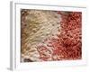 Heart Ventricle, SEM-Steve Gschmeissner-Framed Photographic Print