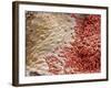 Heart Ventricle, SEM-Steve Gschmeissner-Framed Photographic Print