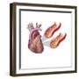 Heart with Arteries Showing Cholesterol in One and Plaque in the Other-null-Framed Premium Giclee Print