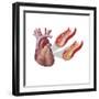 Heart with Arteries Showing Cholesterol in One and Plaque in the Other-null-Framed Premium Giclee Print