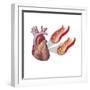 Heart with Arteries Showing Cholesterol in One and Plaque in the Other-null-Framed Premium Giclee Print