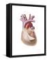 Heart with Pericadium Pulled Back Exposing Heart Muscle-null-Framed Stretched Canvas