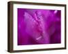 Hearts in Pink I-Gillian Hunt-Framed Photographic Print