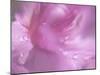 Hearts in Pink II-Gillian Hunt-Mounted Photographic Print