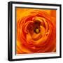 Hearts of Flowers I-Howard Ruby-Framed Photographic Print