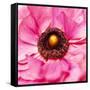 Hearts of Flowers II-Howard Ruby-Framed Stretched Canvas