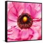 Hearts of Flowers II-Howard Ruby-Framed Stretched Canvas