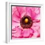 Hearts of Flowers II-Howard Ruby-Framed Photographic Print