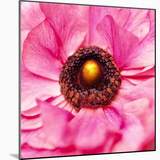 Hearts of Flowers II-Howard Ruby-Mounted Photographic Print