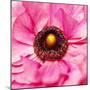 Hearts of Flowers II-Howard Ruby-Mounted Photographic Print