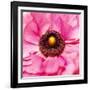 Hearts of Flowers II-Howard Ruby-Framed Photographic Print