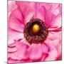 Hearts of Flowers II-Howard Ruby-Mounted Photographic Print
