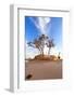 Heat, the Trees in A Desert-Olexandr-Framed Photographic Print