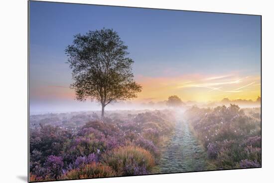 Heath at Dawn-Steve Docwra-Mounted Giclee Print