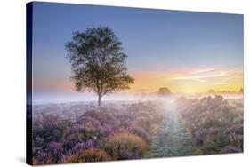 Heath at Dawn-Steve Docwra-Stretched Canvas