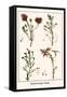 Heath Family Plants-Albertus Seba-Framed Stretched Canvas