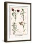 Heath Family Plants-Albertus Seba-Framed Art Print