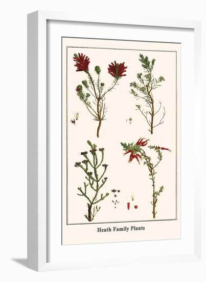 Heath Family Plants-Albertus Seba-Framed Art Print