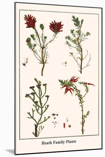 Heath Family Plants-Albertus Seba-Mounted Art Print