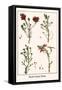 Heath Family Plants-Albertus Seba-Framed Stretched Canvas