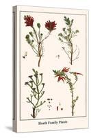Heath Family Plants-Albertus Seba-Stretched Canvas