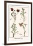 Heath Family Plants-Albertus Seba-Framed Art Print