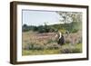 Heath in Full Bloom-Carlo Pollonera-Framed Giclee Print